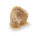 Dental Model Beige 0.5 kg