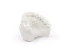 Dental Model Bone 0.5 kg