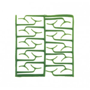 Ceara scheletata (clasp large)