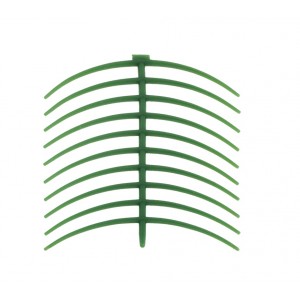Ceara scheletata (annular clasp bent)