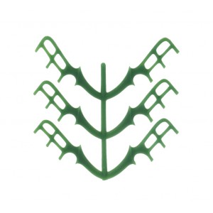Ceara scheletata (lingual bar)